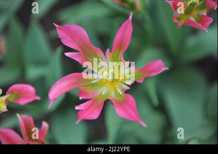 Rosa und grüne Viridiflora Tulpen (Tulipa) der Love Dance blüht im April in einem Garten Stockfoto