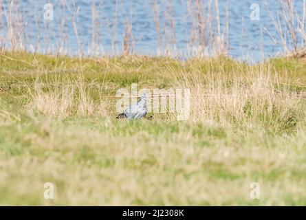 Stehende Taube (Columba oenas) Stockfoto