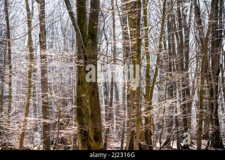 Urwald Urwald Sababurg, Hofgeismar, Weserbergland, Nordrhein-Westfalen, Hessen, Deutschland Stockfoto