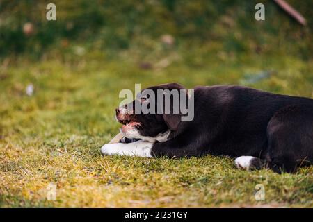 Der Sweet Dark Mixed-Breed Labrador Retriever und der australische Schäferhund auf grüner Wiese Stockfoto