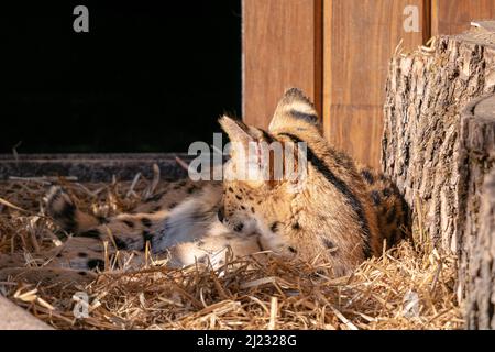 Eine Nahaufnahme einer servalen Katze im Zoo Stockfoto
