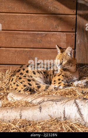 Eine Nahaufnahme einer servalen Katze im Zoo Stockfoto