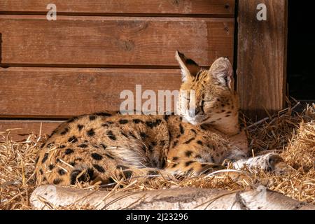 Eine Nahaufnahme einer servalen Katze im Zoo Stockfoto