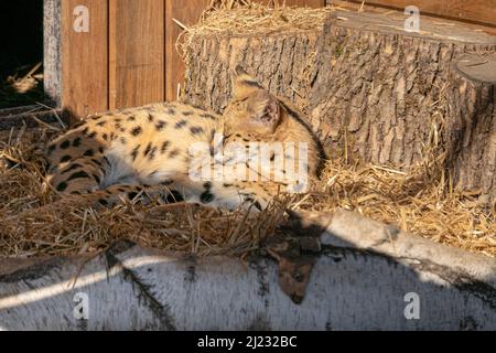 Eine Nahaufnahme einer servalen Katze im Zoo Stockfoto