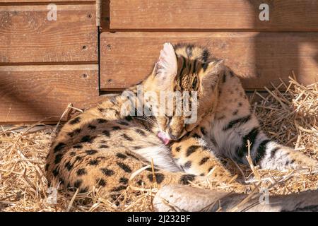 Eine Nahaufnahme einer servalen Katze im Zoo Stockfoto