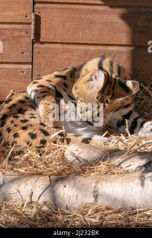 Eine Nahaufnahme einer servalen Katze im Zoo Stockfoto