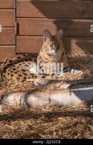 Eine Nahaufnahme einer servalen Katze im Zoo Stockfoto