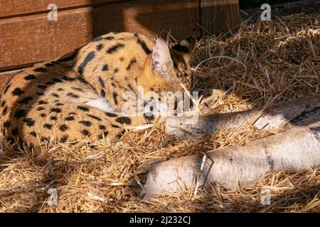 Eine Nahaufnahme einer servalen Katze im Zoo Stockfoto