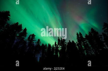 Aurora Borealis, Nordlichter, über borealen Wäldern in der Winternacht, Finnland. Stockfoto