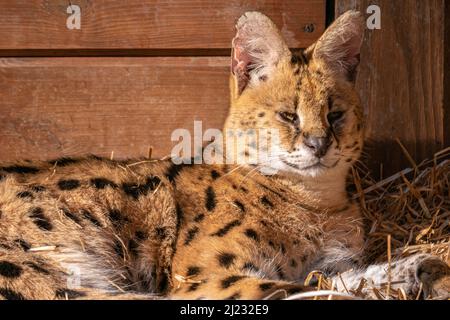 Eine Nahaufnahme von mehreren Katzen im Zoo Stockfoto