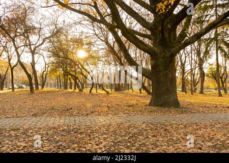 Ein Baum mit einem dicken Stamm und vielen Ästen in einem Park Stockfoto