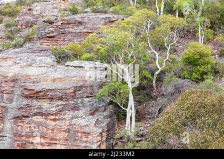 Foto von großen Gummibäumen auf einer Klippe in den Central Tablelands von New South Wales in Australien. Stockfoto