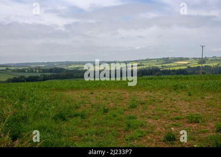 Rand eines Feldes junger Maispflanzen mit Devon-Hügeln im Hintergrund mit einem hellblauen Himmel Stockfoto