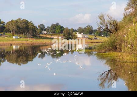 Foto von weißen Reihern, die entlang der Yarramundi Lagoon in der Hawkesbury-Region von New South Wales in Australien fliegen. Stockfoto