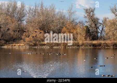 Spätherbst im Ketring Park in Littleton, Colorado, mit Gänsen, die durch die hohen Bäume der Landschaft fliegen, und einem großen See mit einem Springbrunnen. Stockfoto