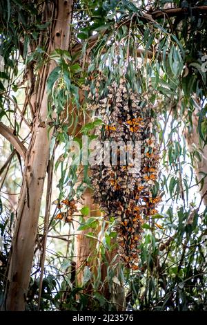 Monarch-Schmetterlinge ragen in einem Eukalyptusbaum am Pismo State Beach Monarch Butterfly Grove an der Küste von Zentralkalifornien zusammen. Stockfoto