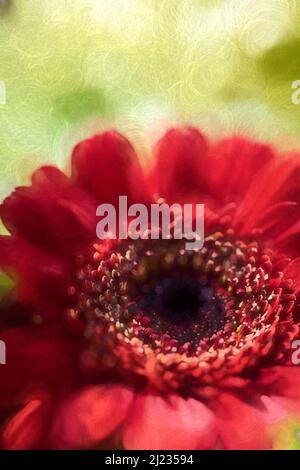 Digitale Malerei von roten Aster Blumen in Blüte mit einer geringen Schärfentiefe. Stockfoto