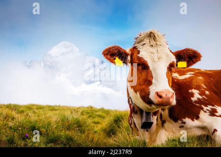 Kühe entspannen sich auf alpinen Hügeln in Sonnenstrahlen. Malerische und wunderschöne Tageslandschaft. Ort Ort Berner Oberland, Grindelwald, Schweiz. Künstlerisches Bild Stockfoto