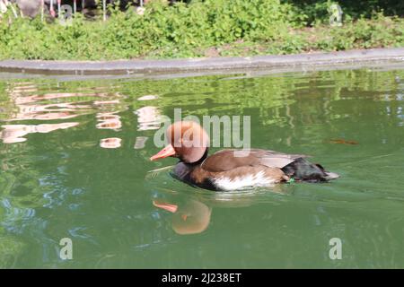 Eine rote Haubenente schwimmt über den Teich mit einem grünen Garten, der sich im blauen Wasser spiegelt Stockfoto