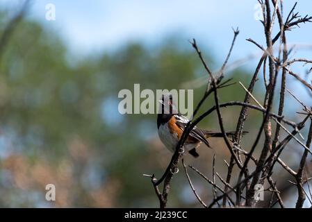 In Charmlee Wilderness in der Nähe von Malibu, Kalifornien, ruht ein geflecktes Towhee auf dünnen Zweigen. Stockfoto