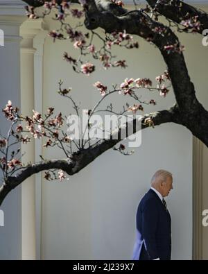 Washington, Usa. 29. März 2022. Präsident Joe Biden geht zum Oval Office, nachdem er am Dienstag, den 29. März 2022, vom Rep. Donald Young, R-AK, im Capitol in Washington, DC zurückgekehrt ist. Young, der am 18. März 2022 starb, war der dienstälteste Republikaner im Kongress und hatte Alaska seit 1973 vertreten. Poolfoto von Samuel Corum/UPI Credit: UPI/Alamy Live News Stockfoto