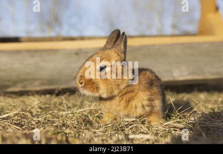 Kleines Kaninchen sitzt im Gras Stockfoto