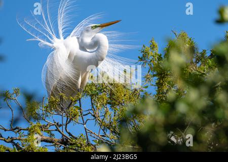 Silberreiher (Ardea alba), der auf einer watenden Vogelkolonie auf Anastasia Island in St. Augustine, Florida, Brutgefieder zeigt. (USA) Stockfoto