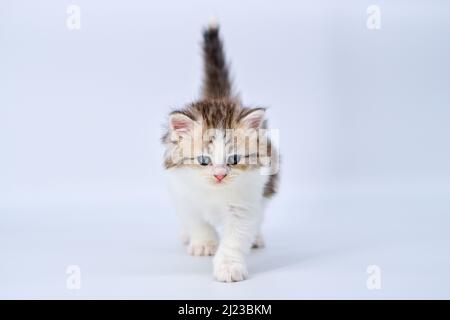 Sibirisches Kätzchen auf farbigen Hintergründen Stockfoto