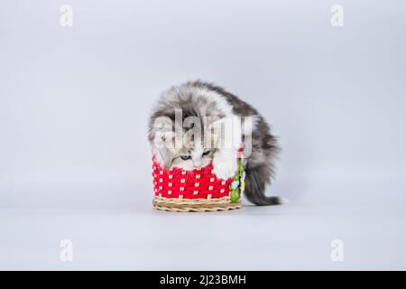 Sibirisches Kätzchen auf farbigen Hintergründen Stockfoto