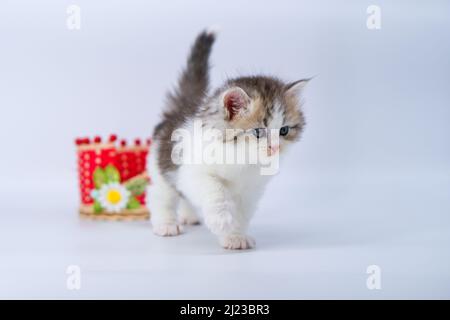 Sibirisches Kätzchen auf farbigen Hintergründen Stockfoto