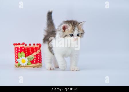 Sibirisches Kätzchen auf farbigen Hintergründen Stockfoto