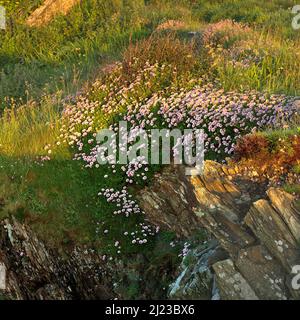 Mehrjährige wilde Blume an der Küste von Erigeron Glaucus (Beach Aster), die auf Felsen an der Nordküste von Isle of Anglesey, North Wales wächst, Großbritannien, Juni Stockfoto