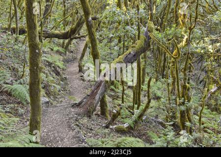 Wanderweg durch immergrünen Lorbeerwald, mit Moos bewachsene Bäume im Garajonay Nationalpark La Gomera Kanarische Inseln Spanien. Stockfoto