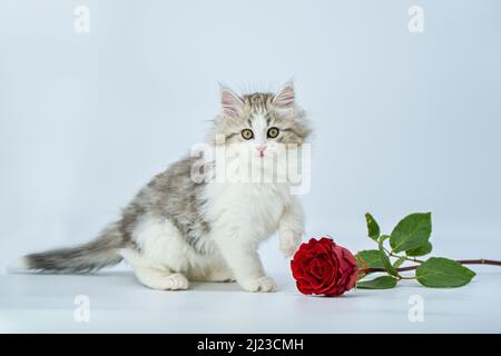 Sibirisches Kätzchen auf farbigem Hintergrund mit Rosen Stockfoto