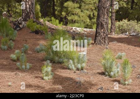 Kanarenwald (Pinus canariensis) mit Setzlingen, La Palma Kanarische Inseln Spanien. Stockfoto