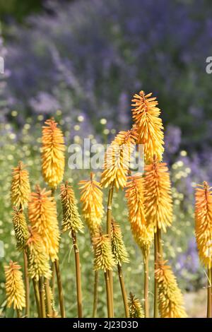Kniphofia amsterdam (Pokerpflanze) blüht im Frühling, Real Jardín Botánico (Botanischer Garten) in Madrid Spanien. Stockfoto