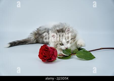 Sibirisches Kätzchen auf farbigem Hintergrund mit Rosen Stockfoto