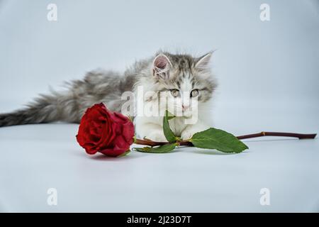 Sibirisches Kätzchen auf farbigem Hintergrund mit Rosen Stockfoto