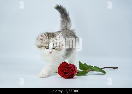 Sibirisches Kätzchen auf farbigem Hintergrund mit Rosen Stockfoto