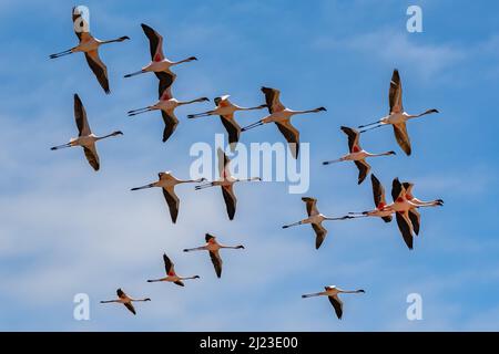 Schar von rosa Flamingos fliegen in Namibia, schöne Vögel Stockfoto