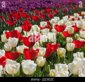 Eine Mischung aus Tulpen, „Coquette“ (weiß) und „Wisley“ (rot) in Holland Stockfoto