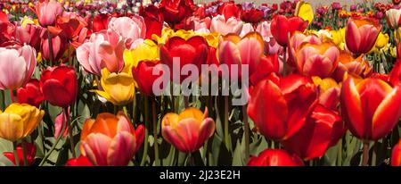 Gemischte Tulpen in Holland Stockfoto