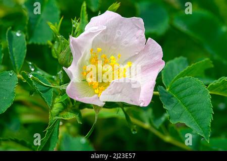 Eine einzelne, zarte rosa Blüte einer Ramblerrose (Rosa spp). Stockfoto