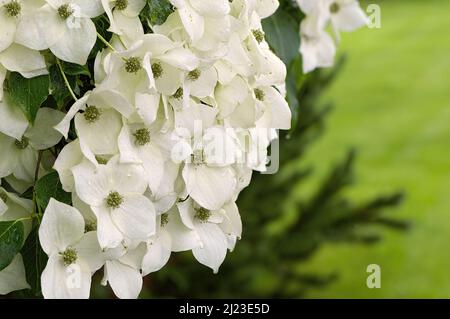 Chinesisches Dogwood „China Girl“ blüht (Cornus kousa) mit Kopierraum. Stockfoto