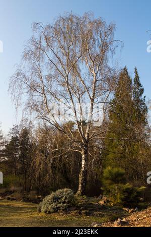 Europäische weiße Birke (Betula pendula) Baum im frühen Frühjahr, Ungarn, Europa Stockfoto