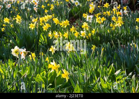 Dichterdaffodil (Narcissus poeticus) und wilder Narcissus (Narcissus pseudonarcissus) auf einem Feld im frühen Frühjahr Stockfoto