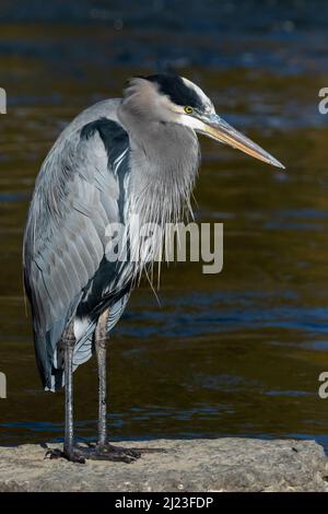 Great Blue Heron auf der Suche nach einem Mittagessen in Buck Creek. Snyder Park, Springfield, Ohio, USA. Stockfoto