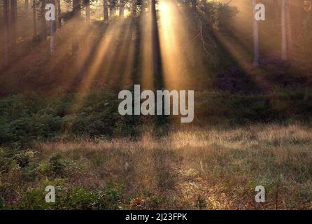 Pinienwald bei Sonnenaufgang im Spätsommer bis in den Herbst, wobei die aufgehende Sonne die Nebel der Morgendämmerung abbrannte und Lichtwellen zwischen den Nadelbäumen aufragen Stockfoto