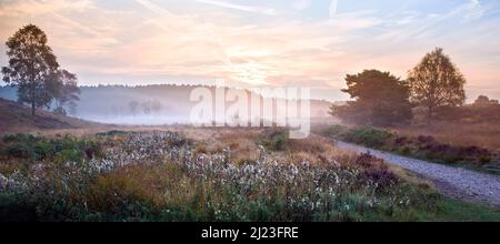 Nebliger Morgen im Herzen von England Way Cannock Chase AONB Heide Staffordshire England Großbritannien Stockfoto