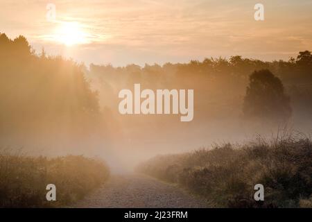 Die Sonne brennt durch den Nebel im Herzen Englands am frühen Morgen des Spätsommers im Frühherbst im Cannock Chase-Gebiet von Outstanding Natural Beauty Staffo Stockfoto